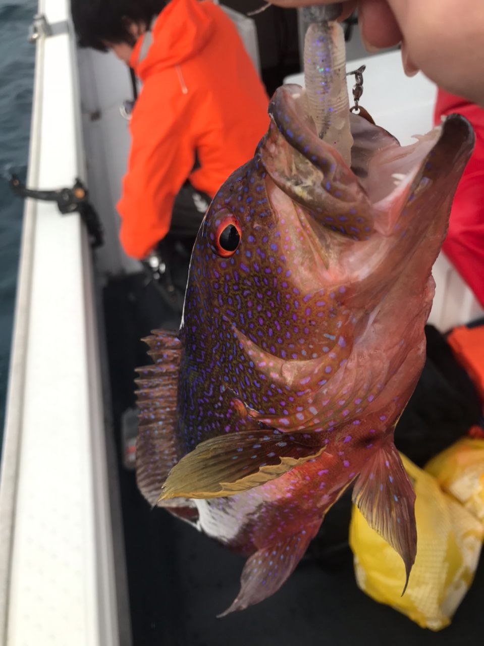 ANGLERS 遠藤さんの釣果 1枚目の画像