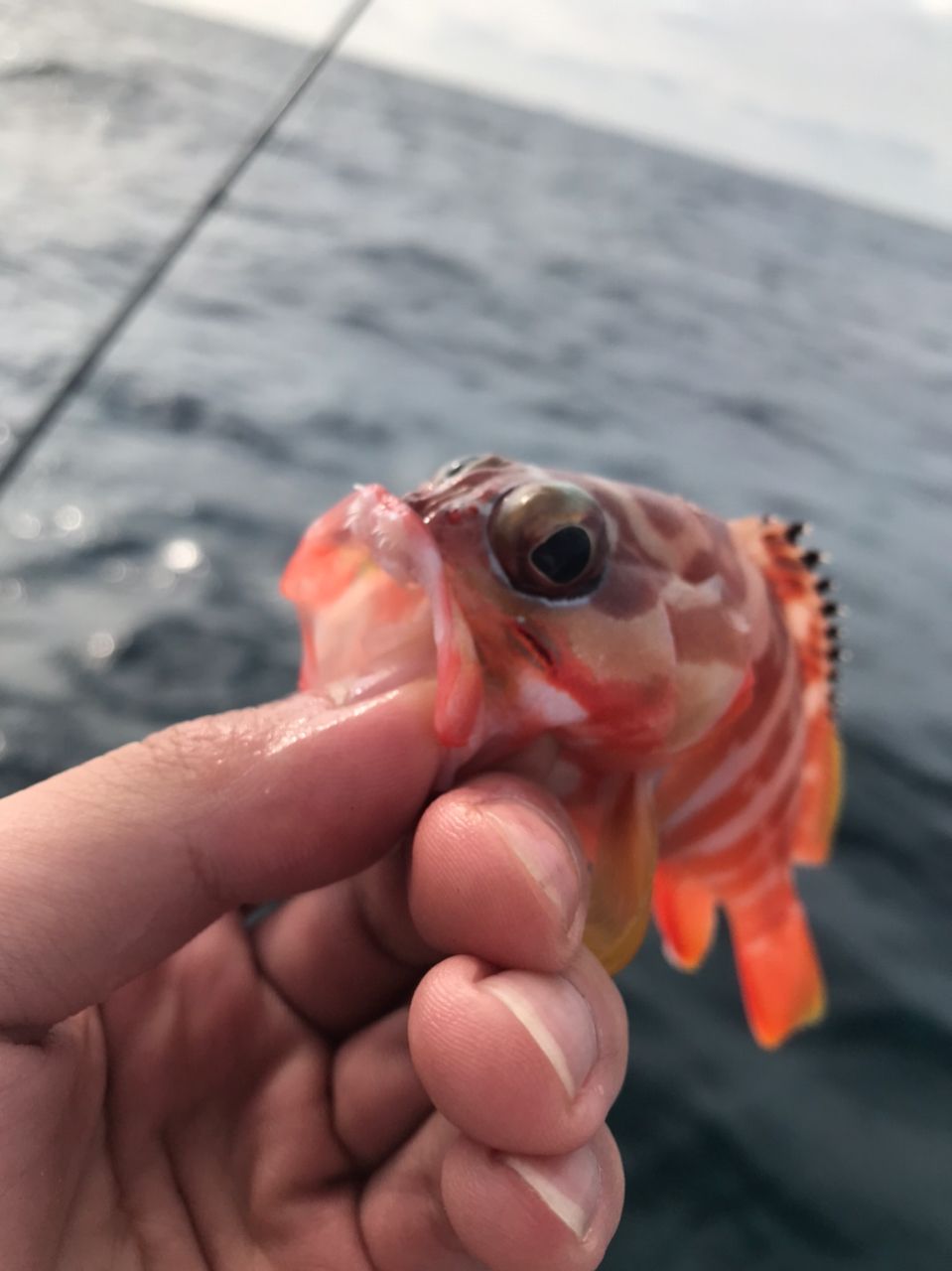 ANGLERS 遠藤さんの釣果 1枚目の画像