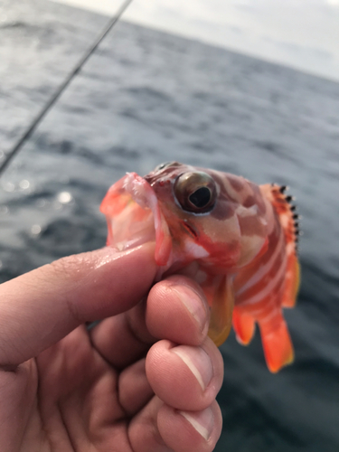 アカハタの釣果