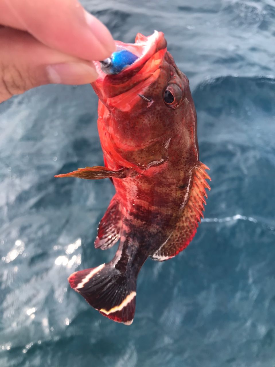 ANGLERS 遠藤さんの釣果 1枚目の画像