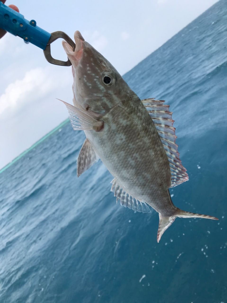 ANGLERS 遠藤さんの釣果 1枚目の画像