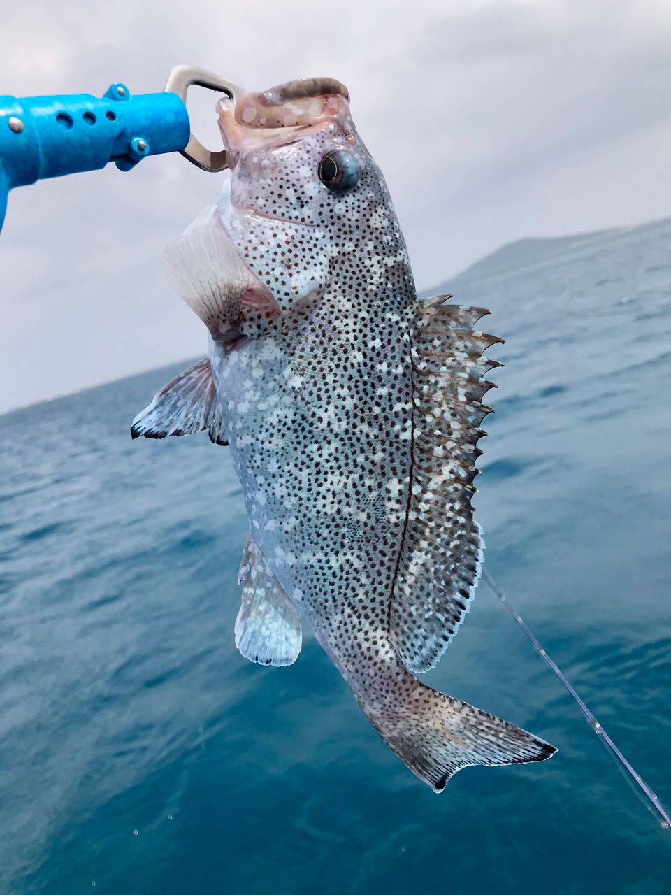 ANGLERS 遠藤さんの釣果 1枚目の画像