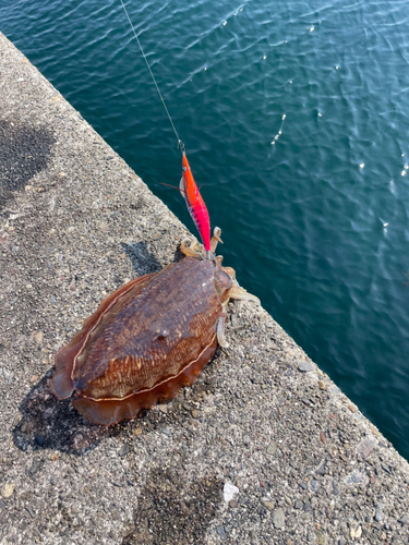 コウイカの釣果