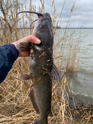 アメリカナマズの釣果