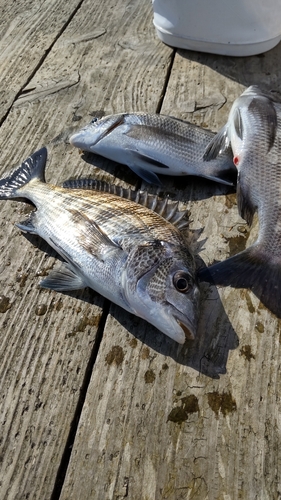 クロダイの釣果