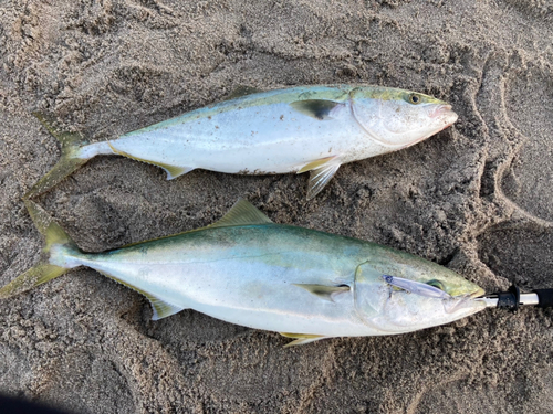 ブリの釣果