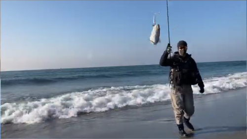 コノシロの釣果