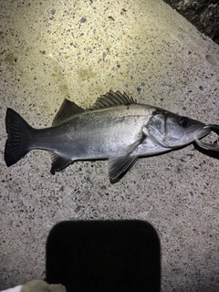ヒラスズキの釣果