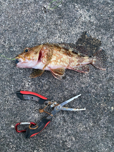 カサゴの釣果