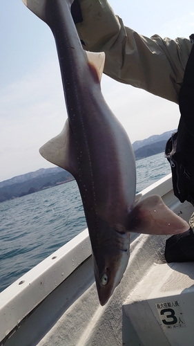 サメの釣果