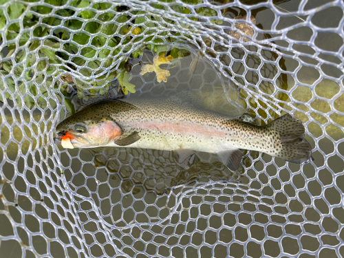 ニジマスの釣果