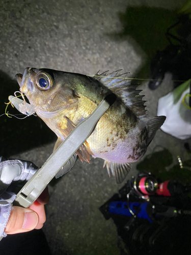 クロメバルの釣果