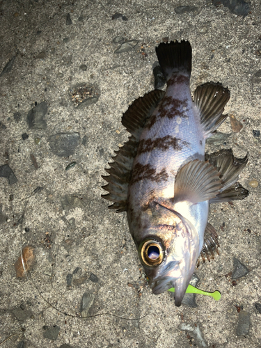 メバルの釣果