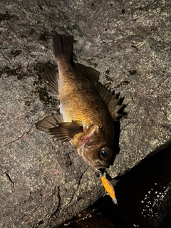 アカメバルの釣果