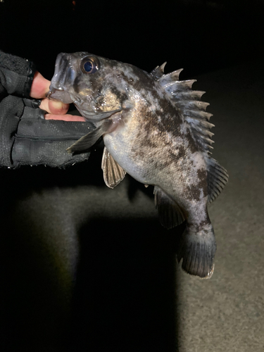 クロソイの釣果