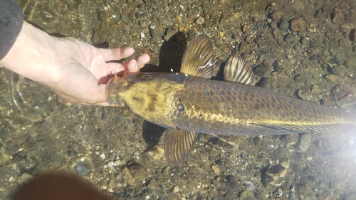 コイの釣果