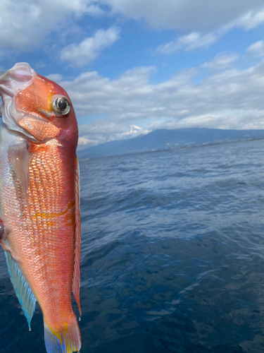 アマダイの釣果