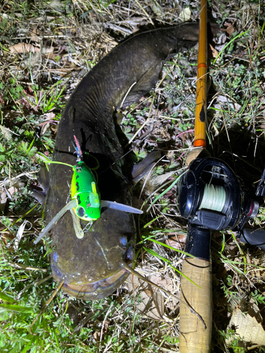 ナマズの釣果