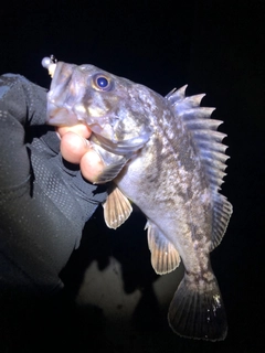 クロソイの釣果