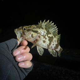 タケノコメバル