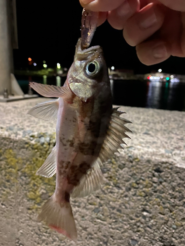 メバルの釣果