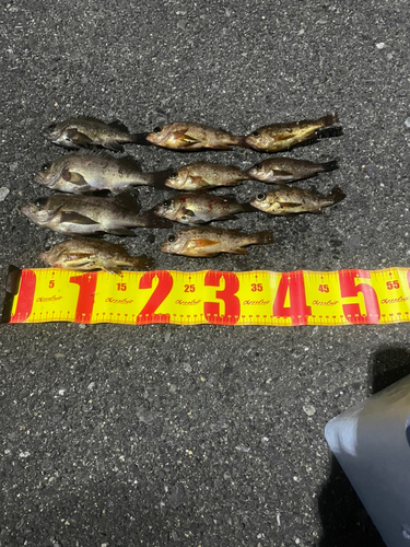 メバルの釣果