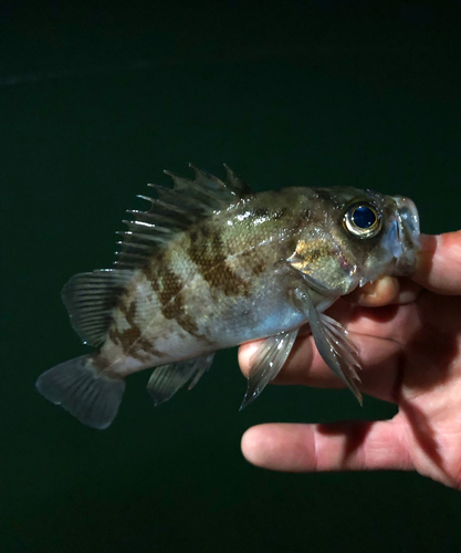 メバルの釣果