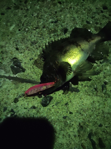 シロメバルの釣果