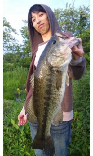 ブラックバスの釣果