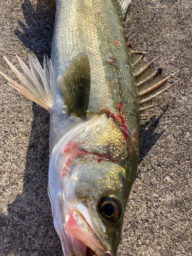 スズキの釣果