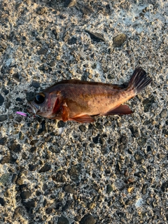メバルの釣果