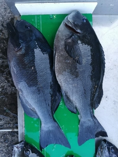 クチブトグレの釣果