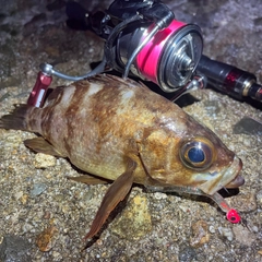 シロメバルの釣果