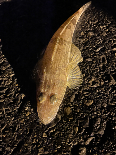 コチの釣果