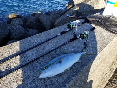 イナダの釣果