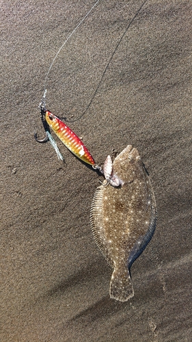 ソゲの釣果