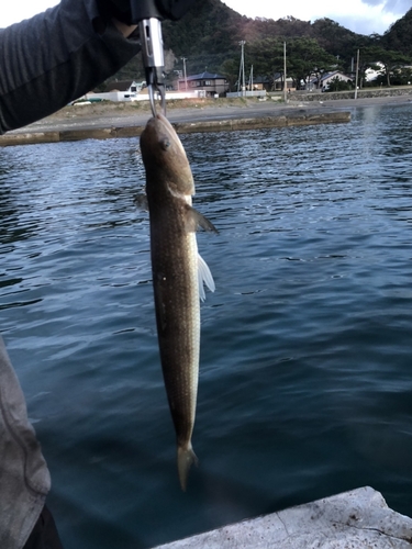 エソの釣果