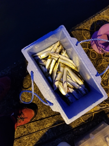 カマスの釣果