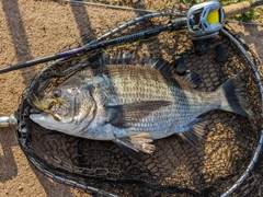 クロダイの釣果