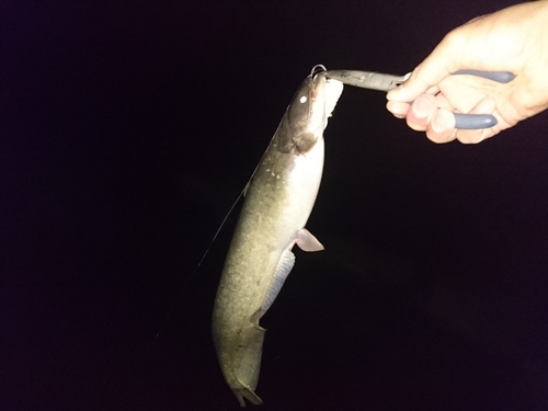 マナマズの釣果