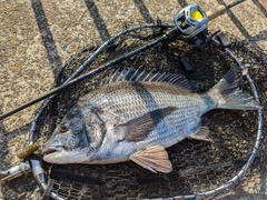 クロダイの釣果