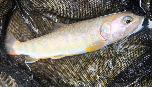 イワナの釣果