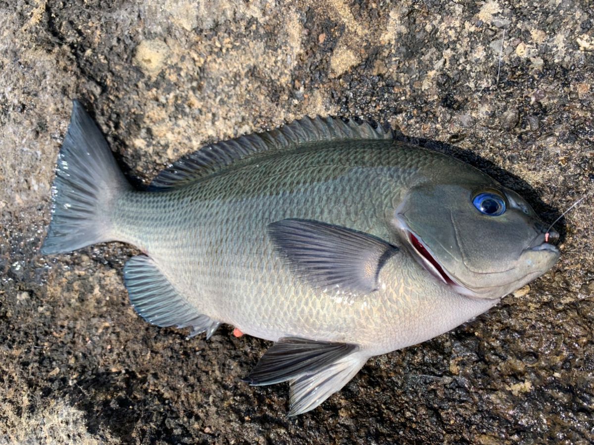 クサの上のフグさんの釣果 3枚目の画像