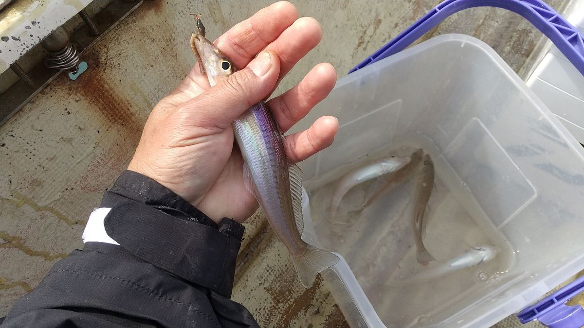 遥の父さんの釣果 2枚目の画像