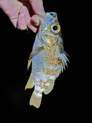 クロメバルの釣果