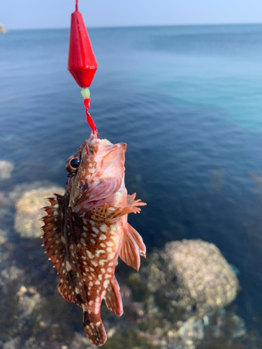 アラカブの釣果