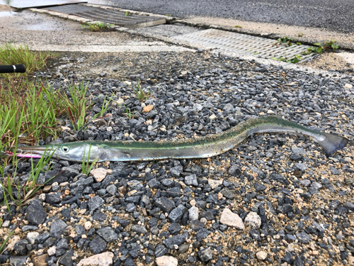 ダツの釣果