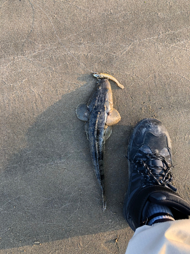 マゴチの釣果