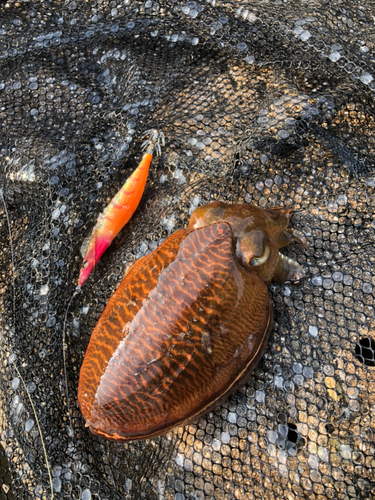 コウイカの釣果