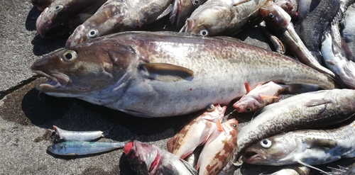 タラの釣果